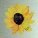 (obrázek pro) Limitovaná edice SUNFLOWER